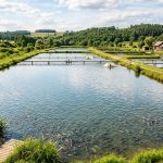 Aeratory grzybkowe w hodowli ryb: Skuteczny ratunek przed letnią przyduchą